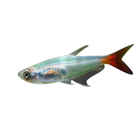 Prionobrama filigera