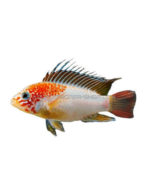 Apistogramma sp viejeta gold