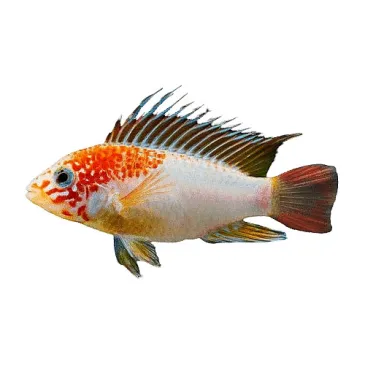 Apistogramma sp viejeta gold