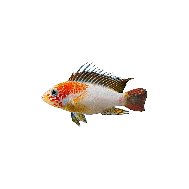 Apistogramma sp viejeta gold