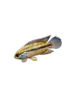 Nannacara taenia