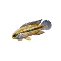 Nannacara taenia