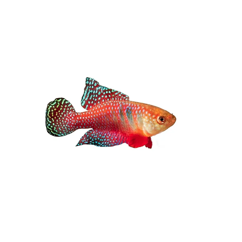 Simpsonichthys carlettoi