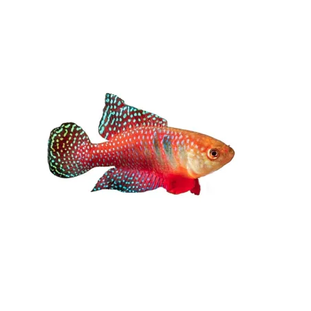 Simpsonichthys carlettoi