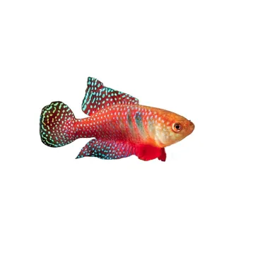 Simpsonichthys carlettoi