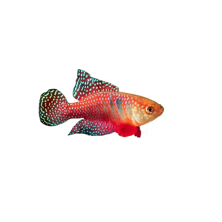 Simpsonichthys carlettoi