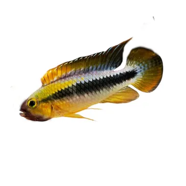 Apistogramma wilhelmi