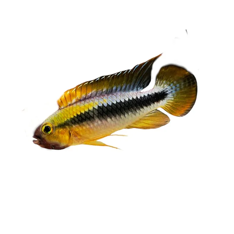 Apistogramma wilhelmi
