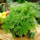 diantum Raddianum