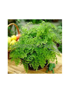adiantum Raddianum