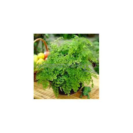 diantum Raddianum