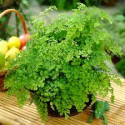 adiantum Raddianum