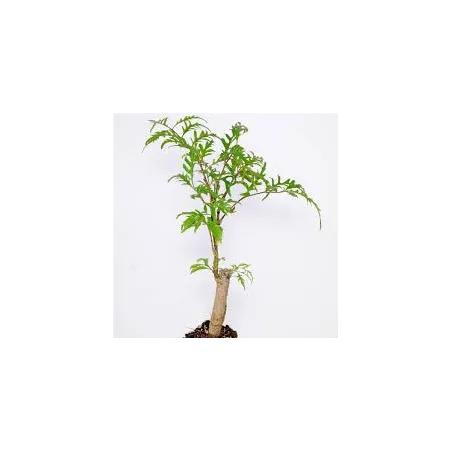 Mini Polyscias Fruticosa