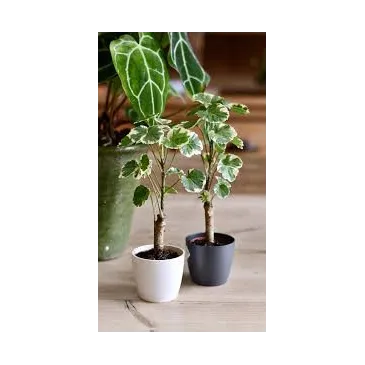 Polyscias Balfouriana