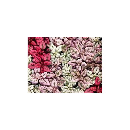 Hypoestes Phyllostachya