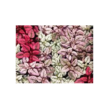 Hypoestes Phyllostachya