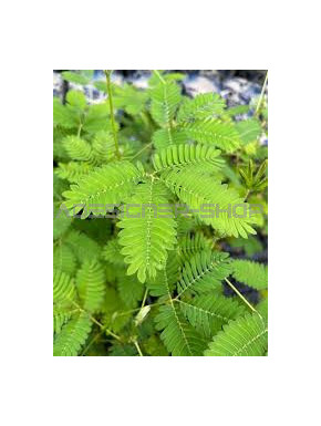 Mini Mimosa Pudica