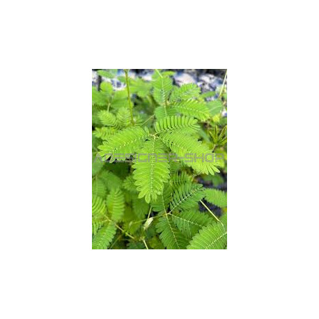 Mini Mimosa Pudica