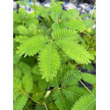 Mini Mimosa Pudica