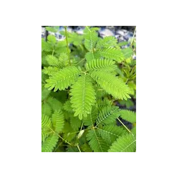 Mini Mimosa Pudica