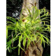 mini Platycerium Bifurcatum