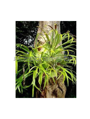 mini Platycerium Bifurcatum