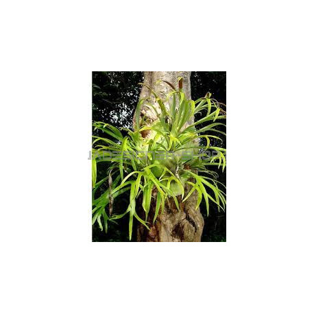 mini Platycerium Bifurcatum