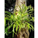 mini Platycerium Bifurcatum