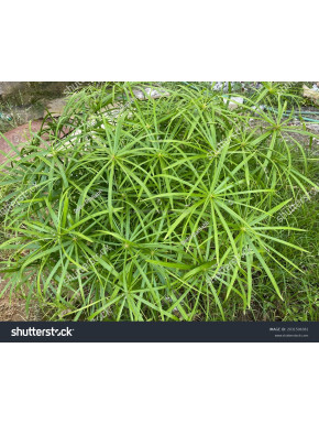 Cyperus Alternifolius