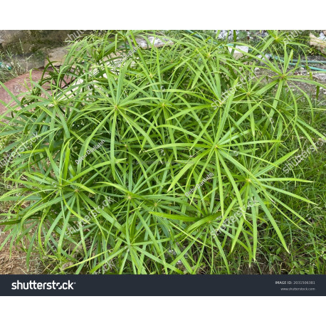 Cyperus Alternifolius