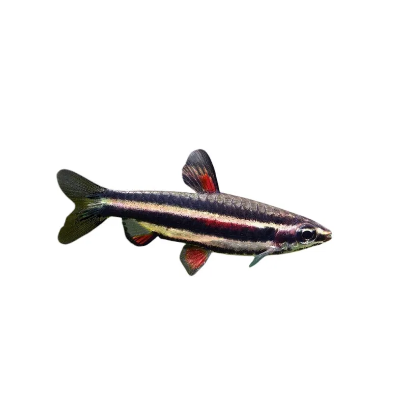 Nannostomus marginatus