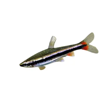 Nannostomus Beckfordi red