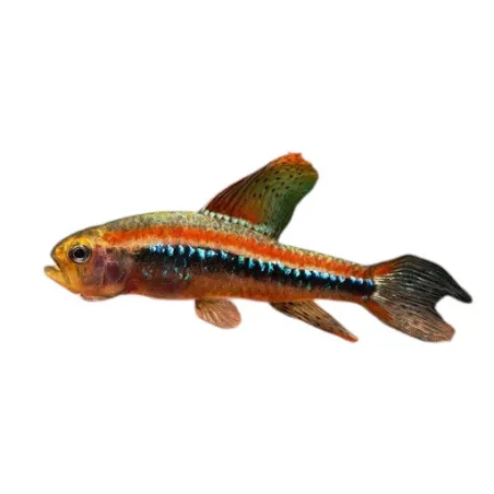 Poecilocharax weitzmani