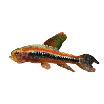 Poecilocharax weitzmani