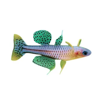 Pseudomugil Gertrudae