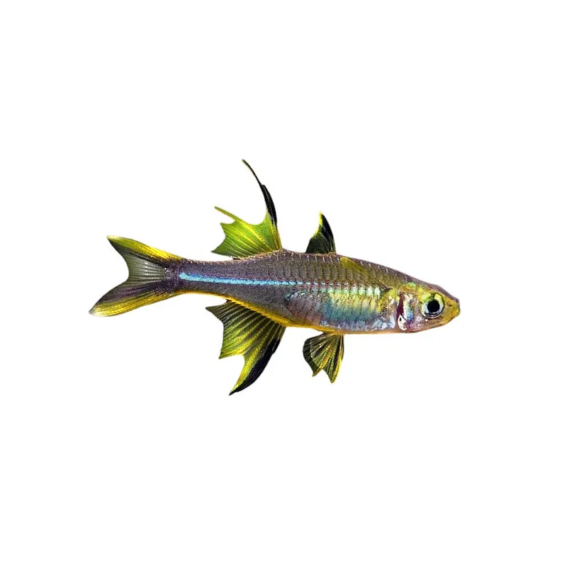 Telmatherina ladigesi