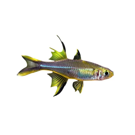 Telmatherina ladigesi