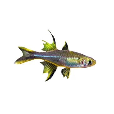 Telmatherina ladigesi