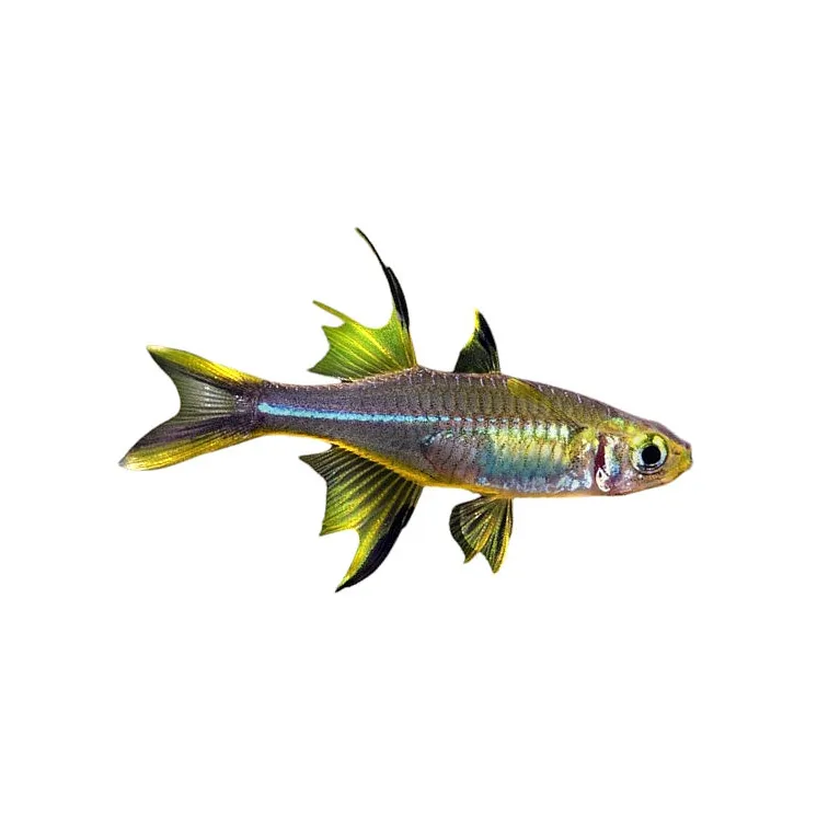 Telmatherina ladigesi