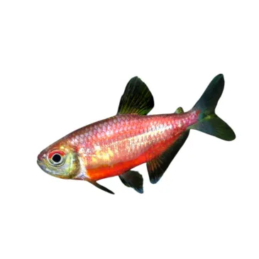 Hemigrammus Coelereus