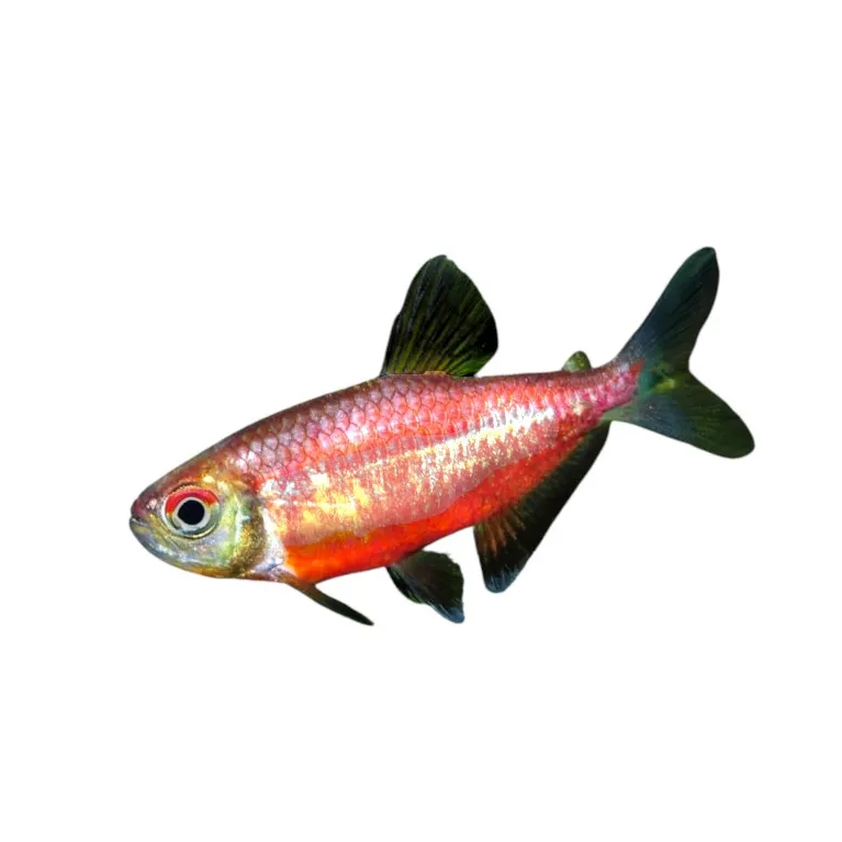 Hemigrammus Coelereus