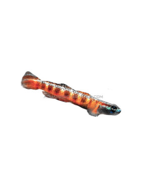 Gobie - Stiphodon red neon sumatra