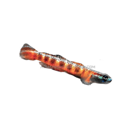 Gobie - Stiphodon red neon sumatra