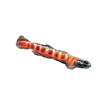 Gobie - Stiphodon red neon sumatra