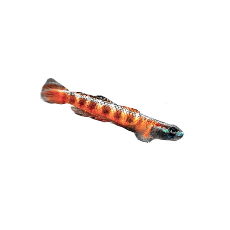 Gobie - Stiphodon red neon sumatra