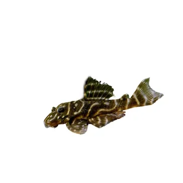 L129 Hypancistrus debilittera