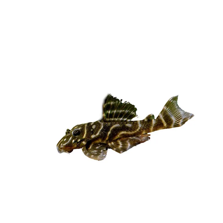 L129 Hypancistrus debilittera