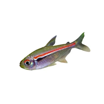 Hyphessobrycon amapaensis