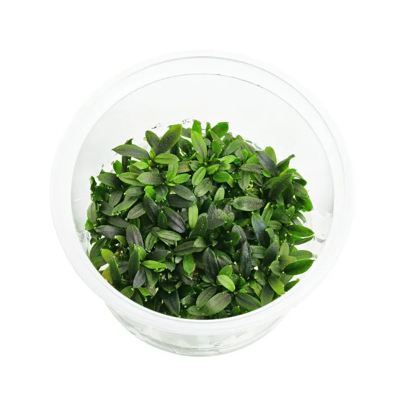 Bucephalandra Maia "in vitro"