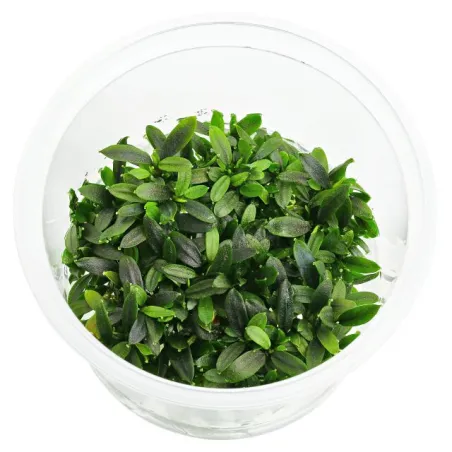 Bucephalandra Maia "in vitro"